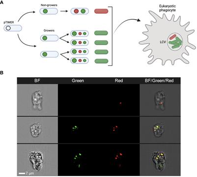 Bacterial persistence in Legionella pneumophila clinical isolates from patients with recurring legionellosis